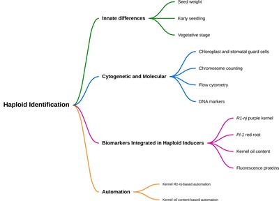 Haploid identification in maize